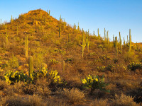 Saguaro National Park - West